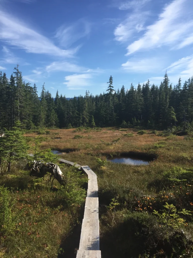 Wooden trail through forested wetland under blue sky